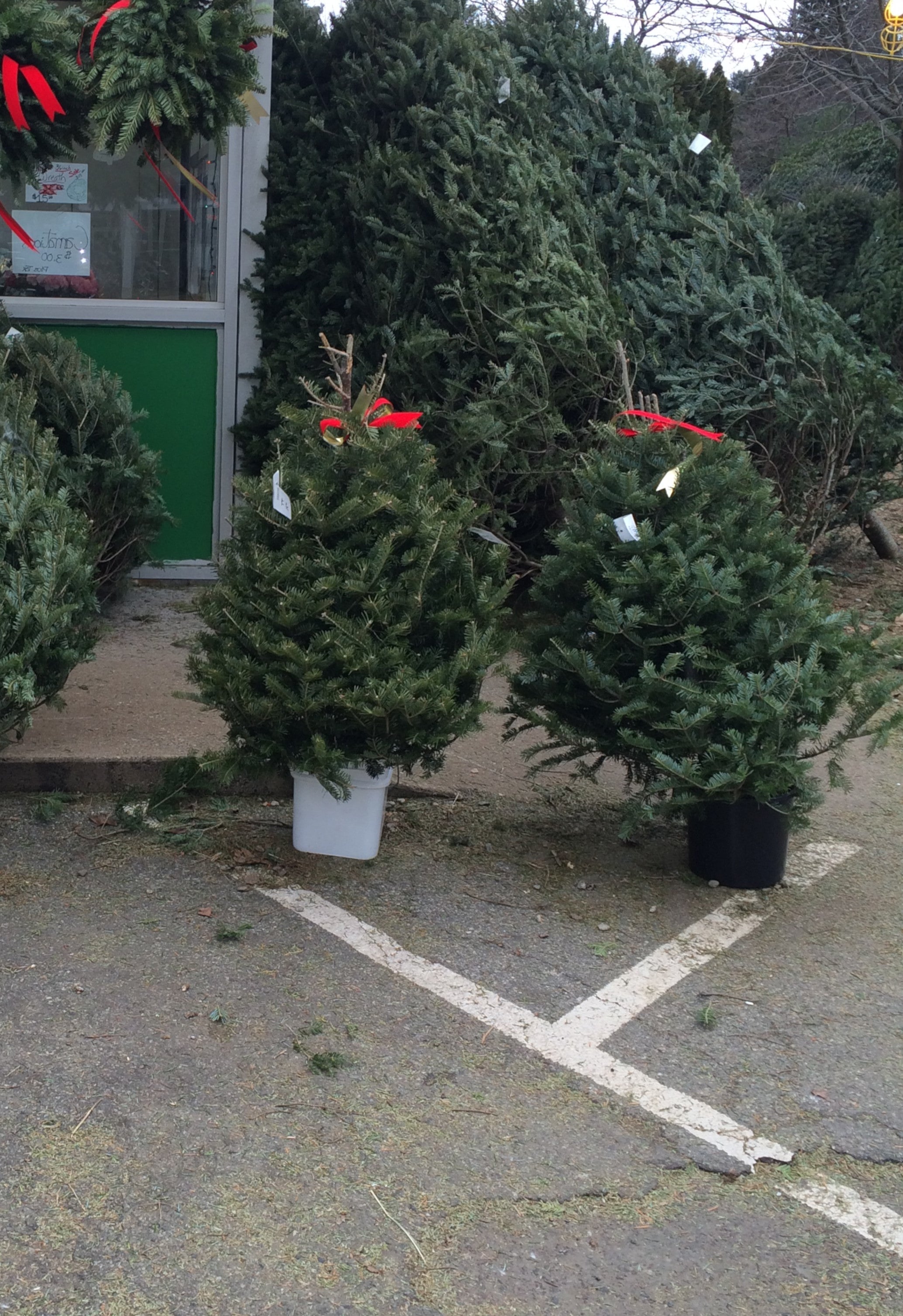 Real Christmas Trees Delivered 3 Foot Balsam Fir Tabletop Christmas Tree