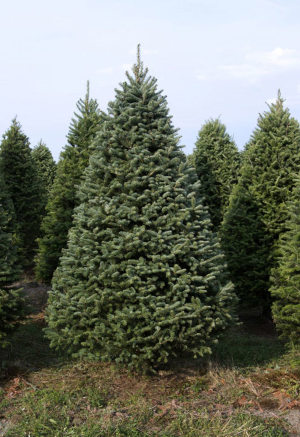 Real Christmas Trees Delivered 7 Foot Premium Balsam-Fraser Fir Hybrid