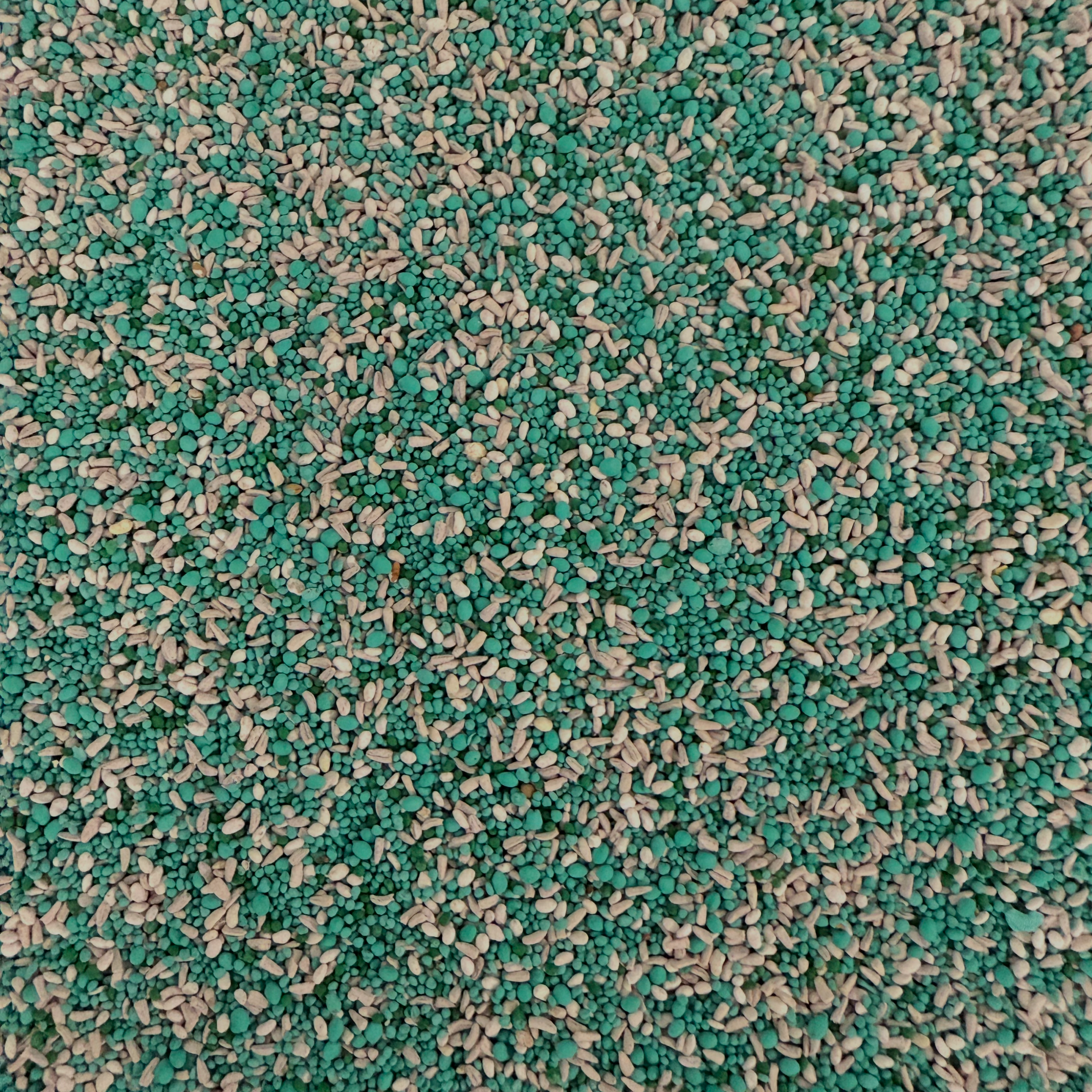 Chicory + Clover with Alfalfa