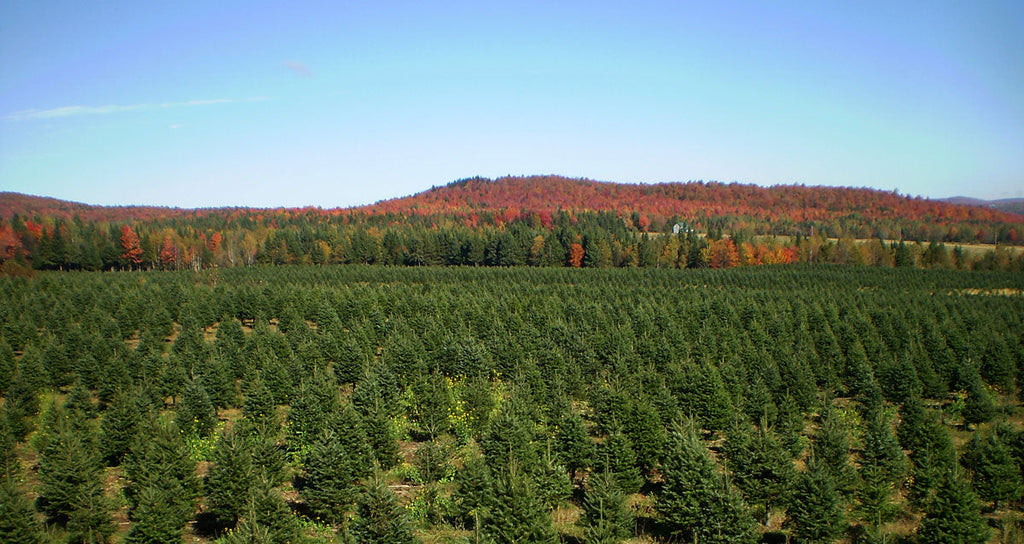 Real Christmas Trees Delivered 7 Foot Premium Balsam-Fraser Fir Hybrid