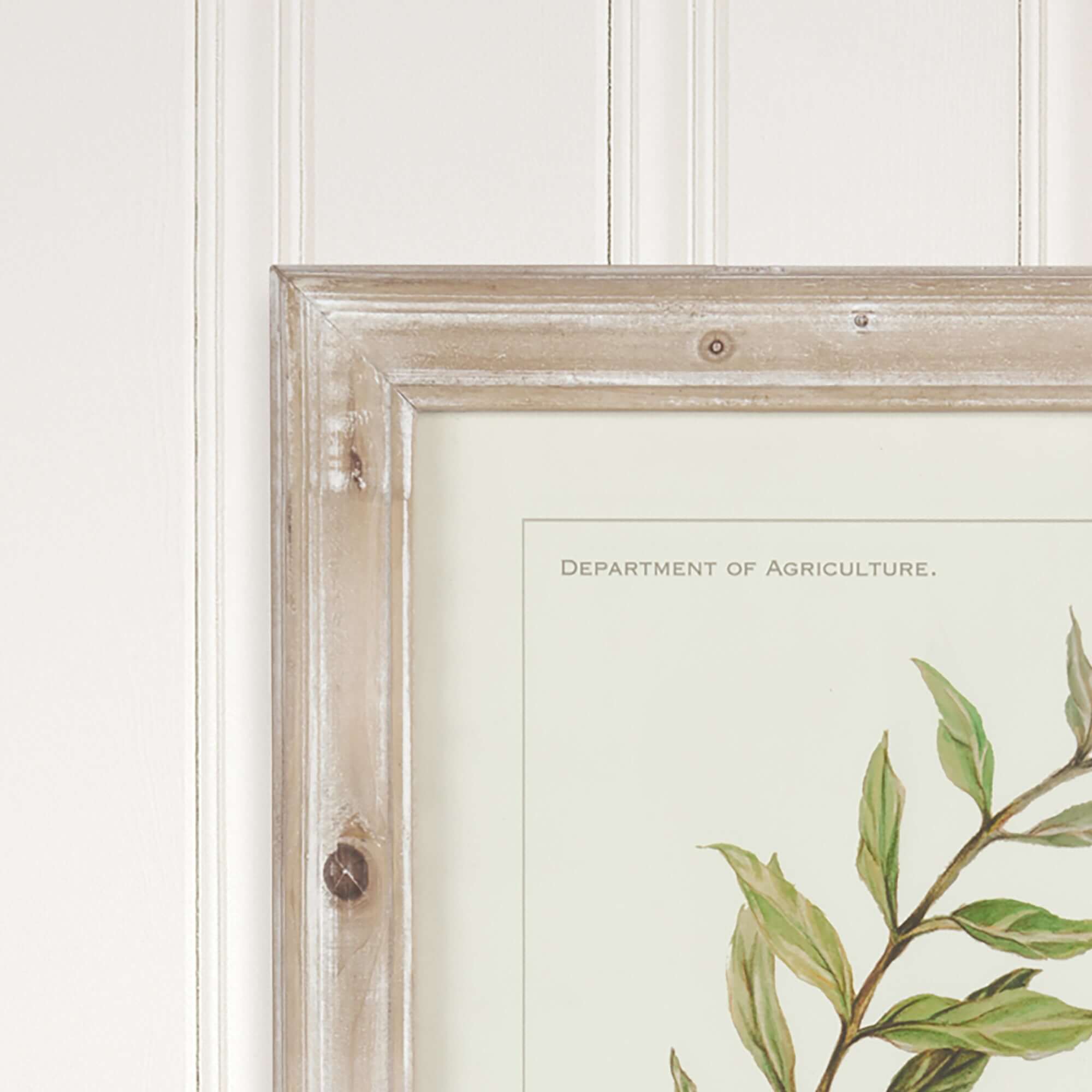 Vintage Botanical Olive Prints with Whitewashed Wood Frames (Set of 4)