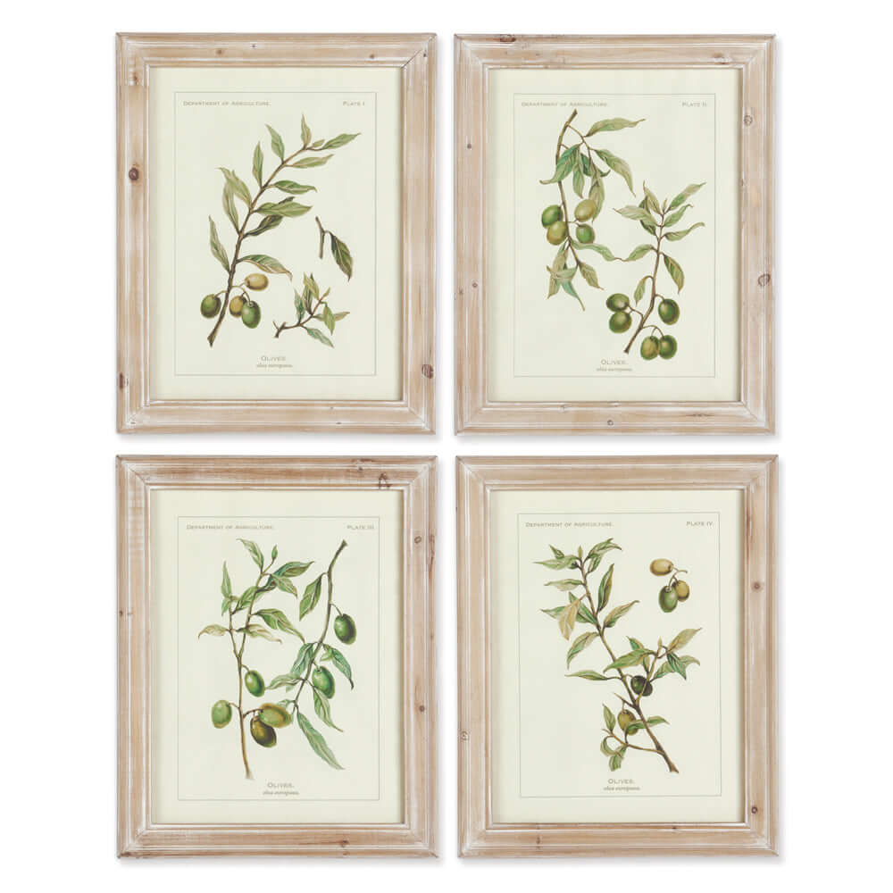 Vintage Botanical Olive Prints with Whitewashed Wood Frames (Set of 4)