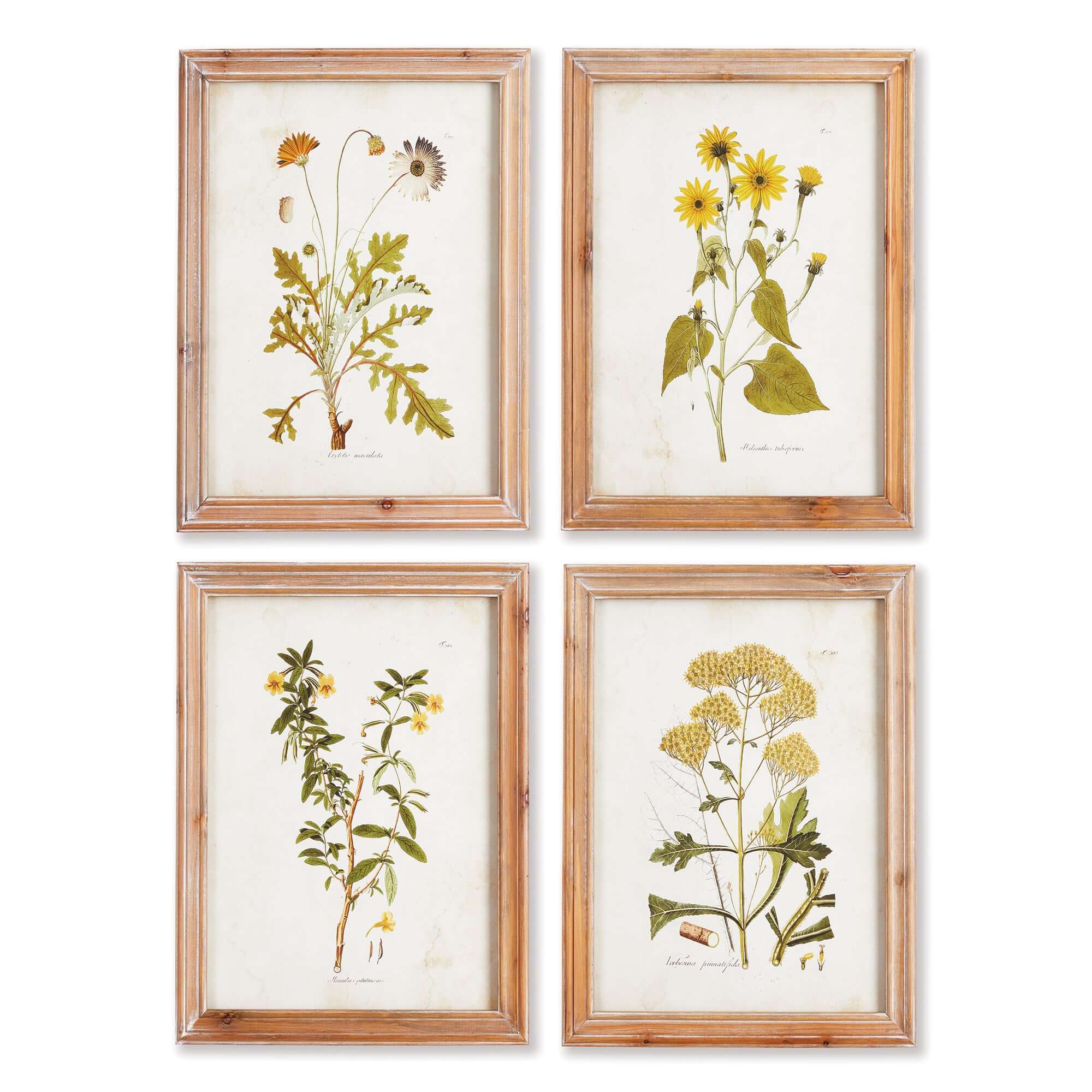 Vintage Wildflower Botanical Prints Set in Rustic Wood Frames (Set of 4)