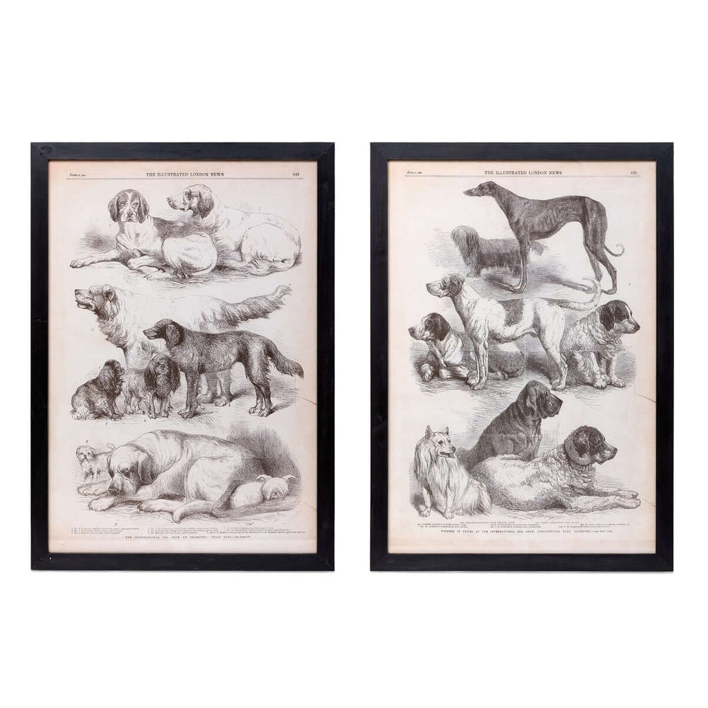 Antique Dog Art Prints in Black Wood Frames (Set of 2)