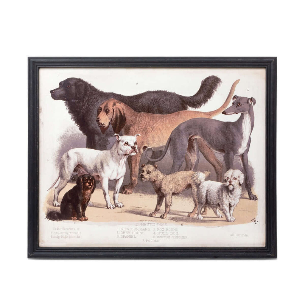 Antique Dog Breed Print in Black Frame