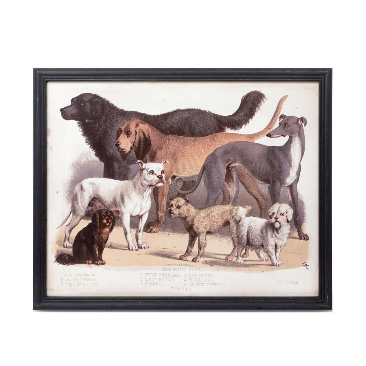 Antique Dog Breed Print in Black Frame