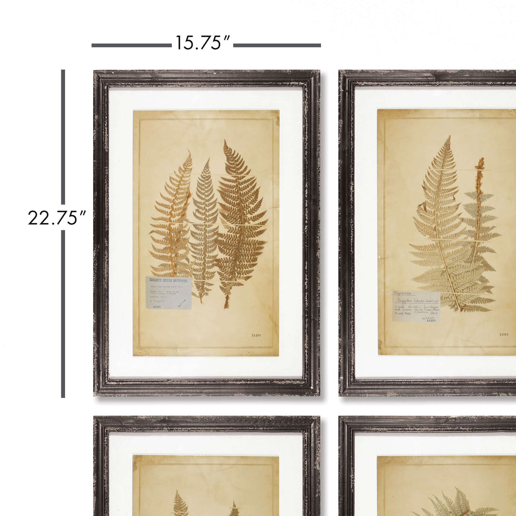 Antique Framed Botanical Fern Prints (Set of 8)