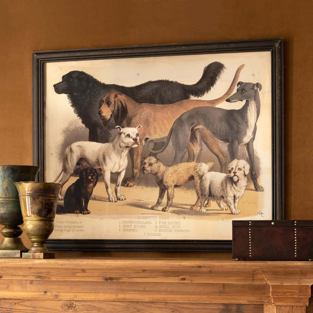 Antique Dog Breed Print in Black Frame