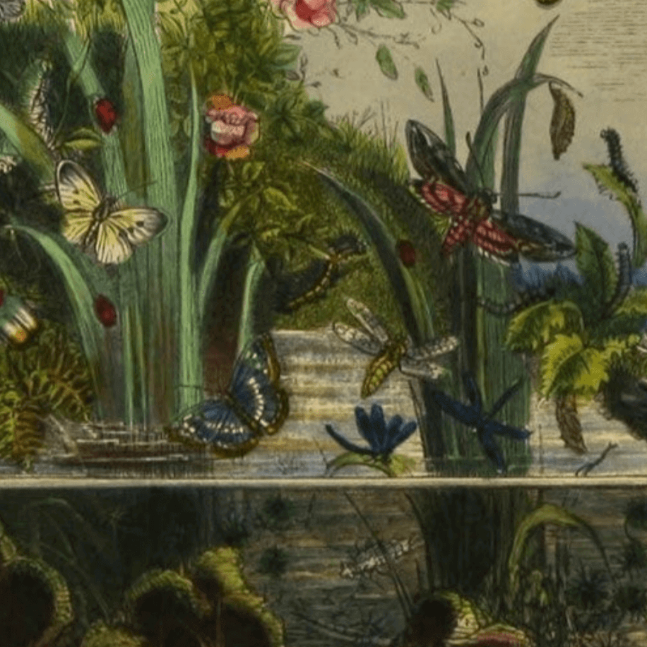 Butterfly Vivarium Vintage Bookplate Print in Black Frame