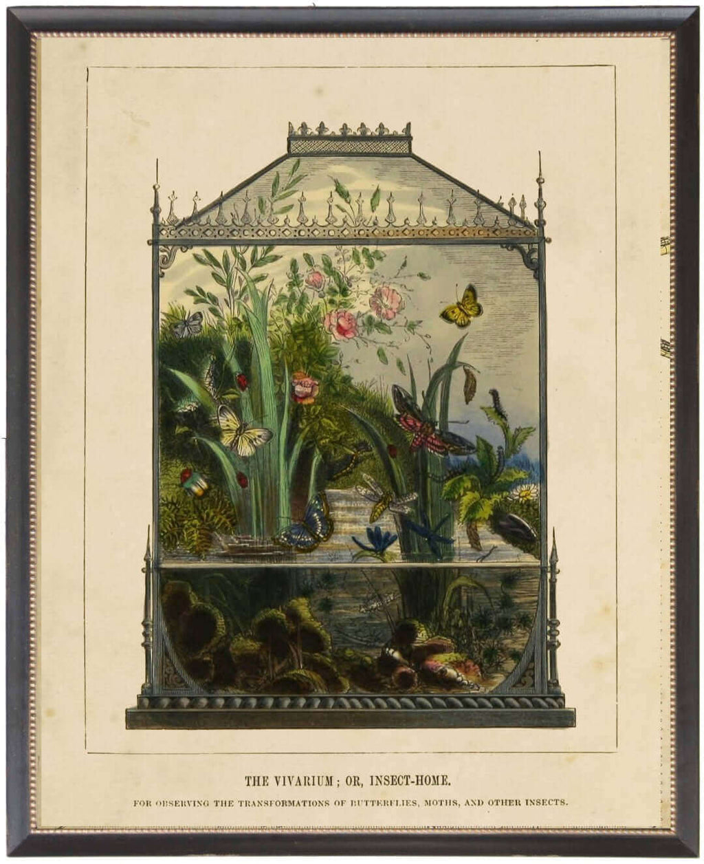 Butterfly Vivarium Vintage Bookplate Print in Black Frame
