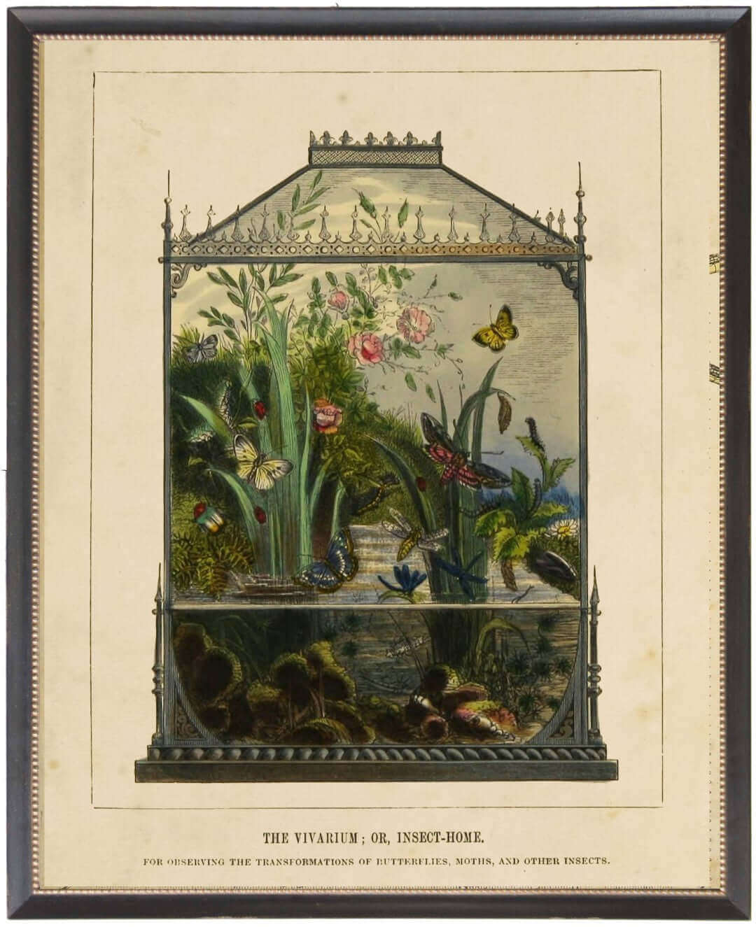 Butterfly Vivarium Vintage Bookplate Print in Black Frame