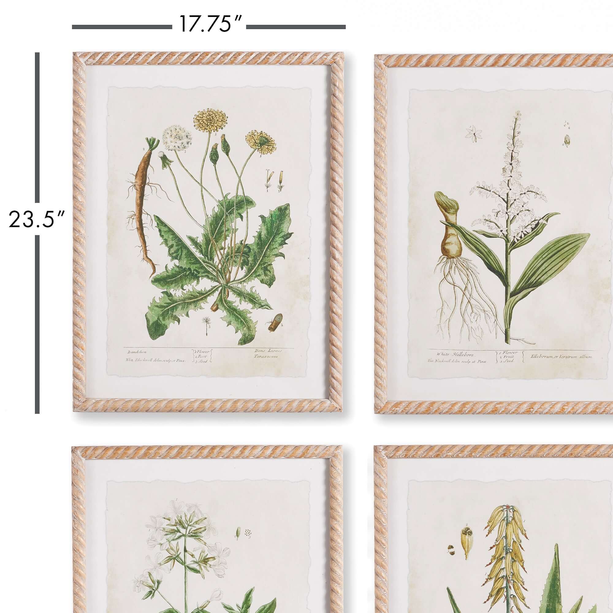 Framed Vintage Plant Illustrations for Cottagecore Decor (Set of 4)