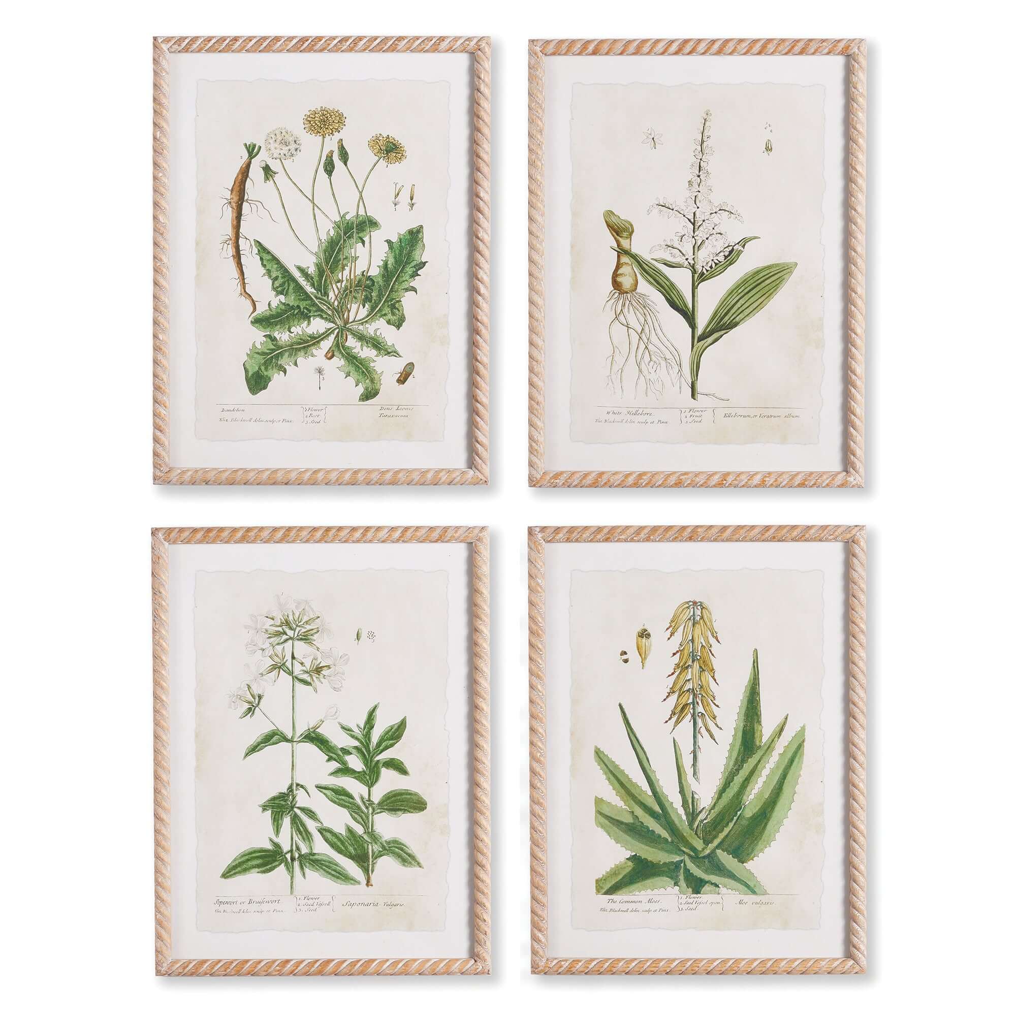 Framed Vintage Plant Illustrations for Cottagecore Decor (Set of 4)
