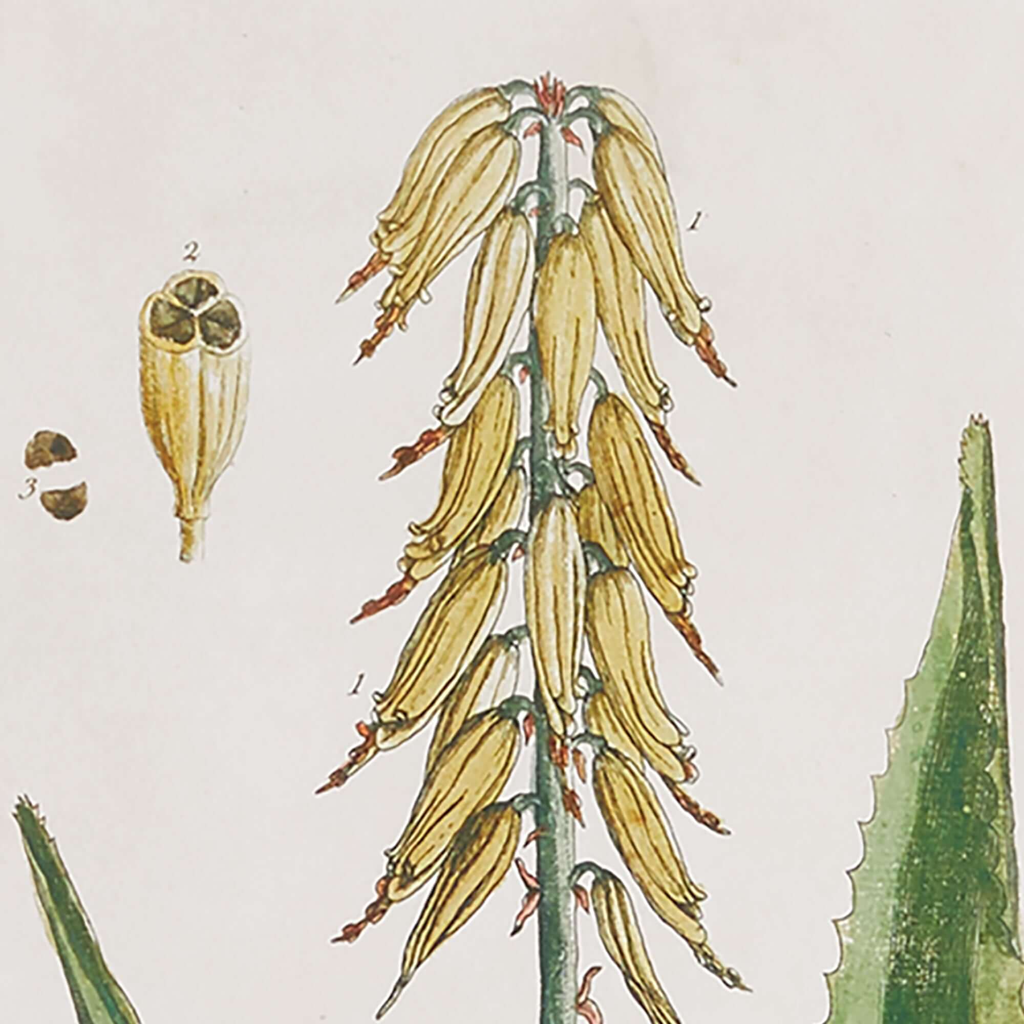 Framed Vintage Plant Illustrations for Cottagecore Decor (Set of 4)