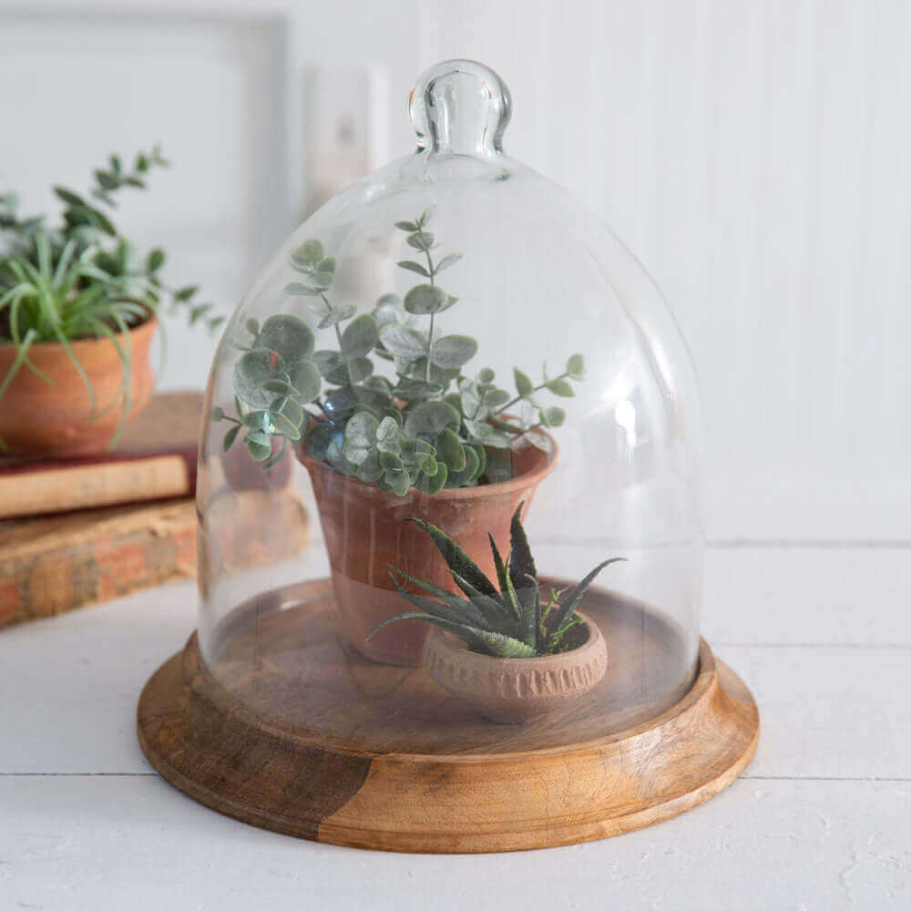 Small Glass Bell Shaped Cloche with Wooden Base